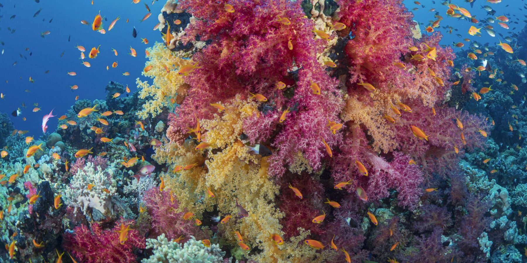 Un ramillete de corales blandos rosas y amarillos cubierto de anthias naranjas, en un arrecife del mar Rojo