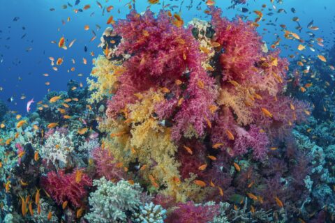 Un ramillete de corales blandos rosas y amarillos cubierto de anthias naranjas, en un arrecife del mar Rojo