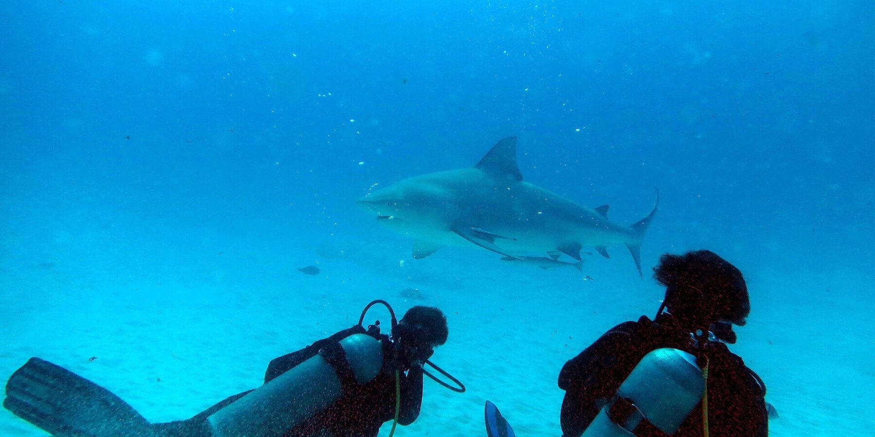 Dos buceadores de rodillas en la arena miran a un tiburón toro que pasa delante de ellos en un agua azul turquesa, frente a Playa del Carmen