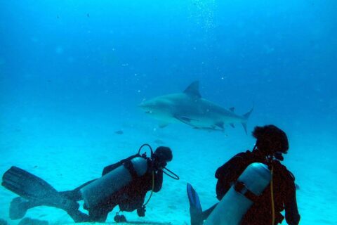Dos buceadores de rodillas en la arena miran a un tiburón toro que pasa delante de ellos en un agua azul turquesa, frente a Playa del Carmen