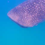 La cabeza y el lomo de un tiburón ballena salpicados de puntos blancos, vistos de lado justo bajo la superficie, en un agua azul intenso