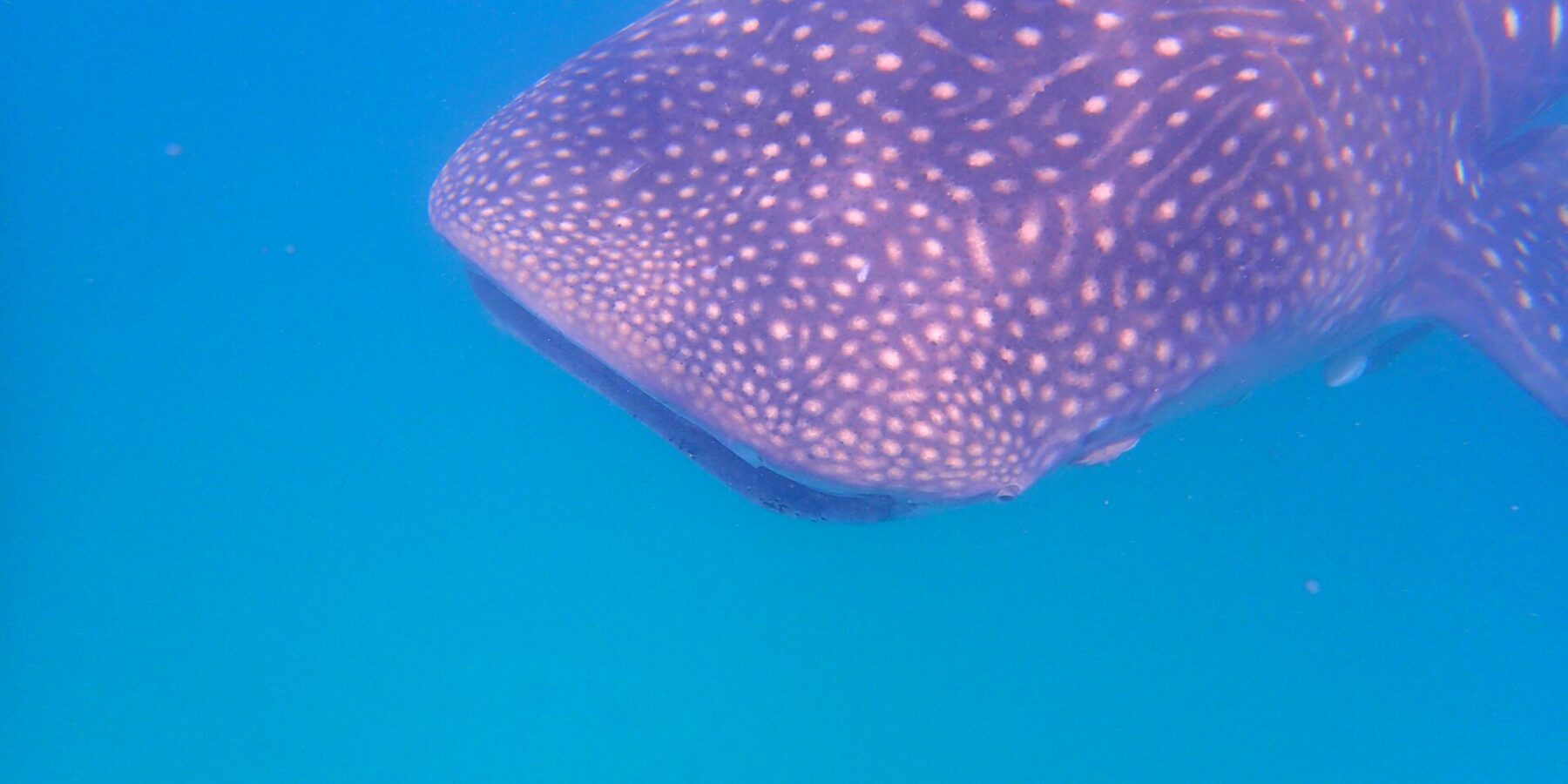 La cabeza y el lomo de un tiburón ballena salpicados de puntos blancos, vistos de lado justo bajo la superficie, en un agua azul intenso