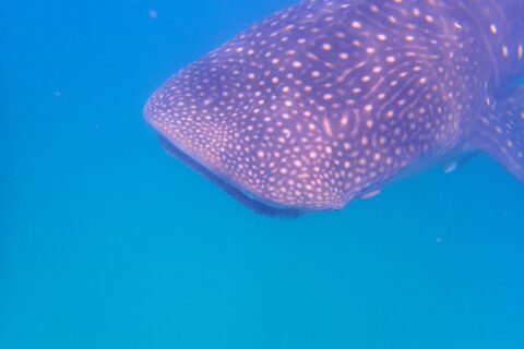 La cabeza y el lomo de un tiburón ballena salpicados de puntos blancos, vistos de lado justo bajo la superficie, en un agua azul intenso
