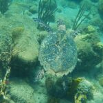 Una tortuga carey vista desde arriba nada a ras de rocas cubiertas de algas, corales cerebro, gorgonias y esponjas tubo amarillas, en un agua verde turquesa