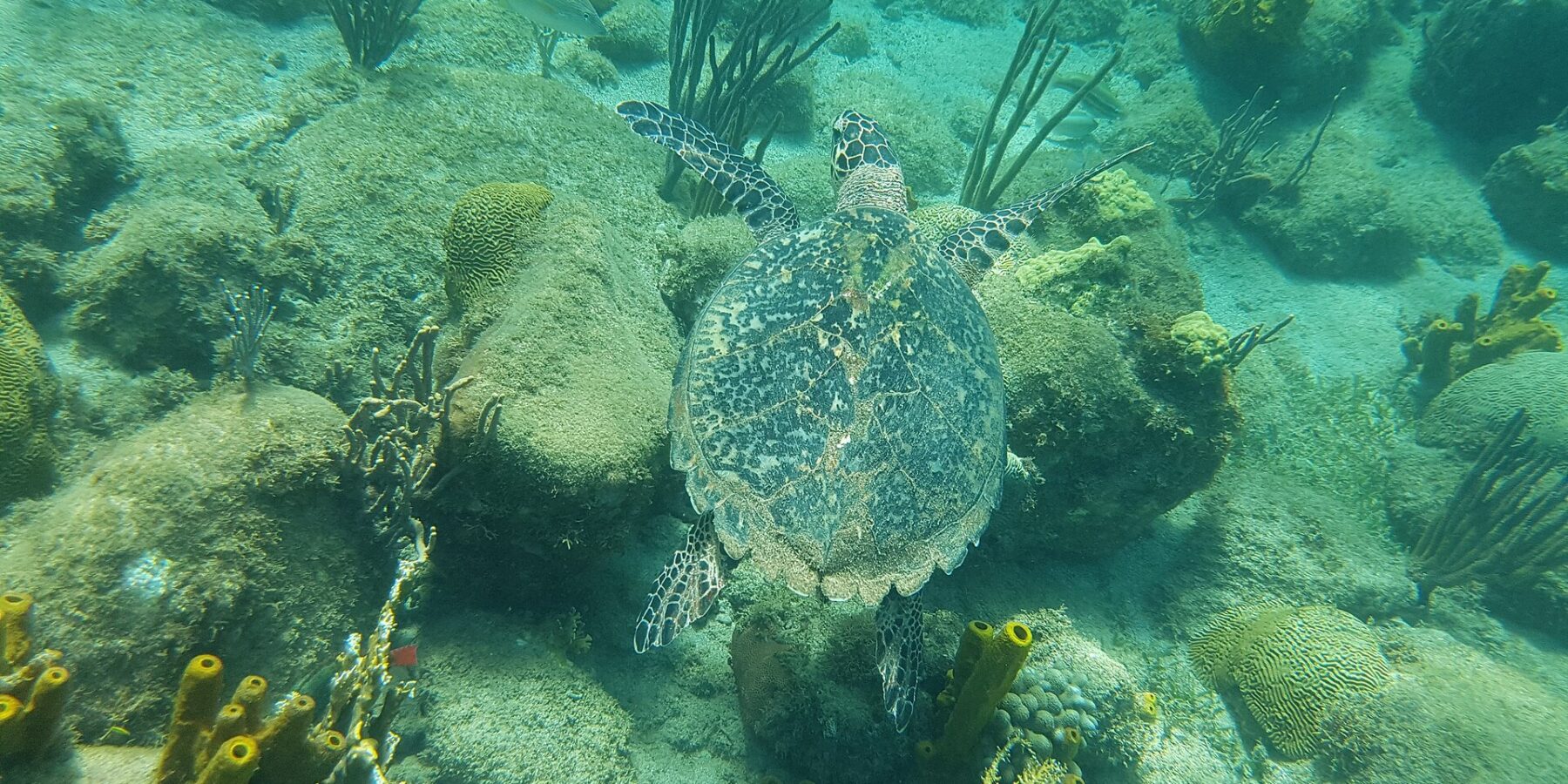 Una tortuga carey vista desde arriba nada a ras de rocas cubiertas de algas, corales cerebro, gorgonias y esponjas tubo amarillas, en un agua verde turquesa