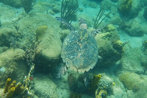 Una tortuga carey vista desde arriba nada a ras de rocas cubiertas de algas, corales cerebro, gorgonias y esponjas tubo amarillas, en un agua verde turquesa