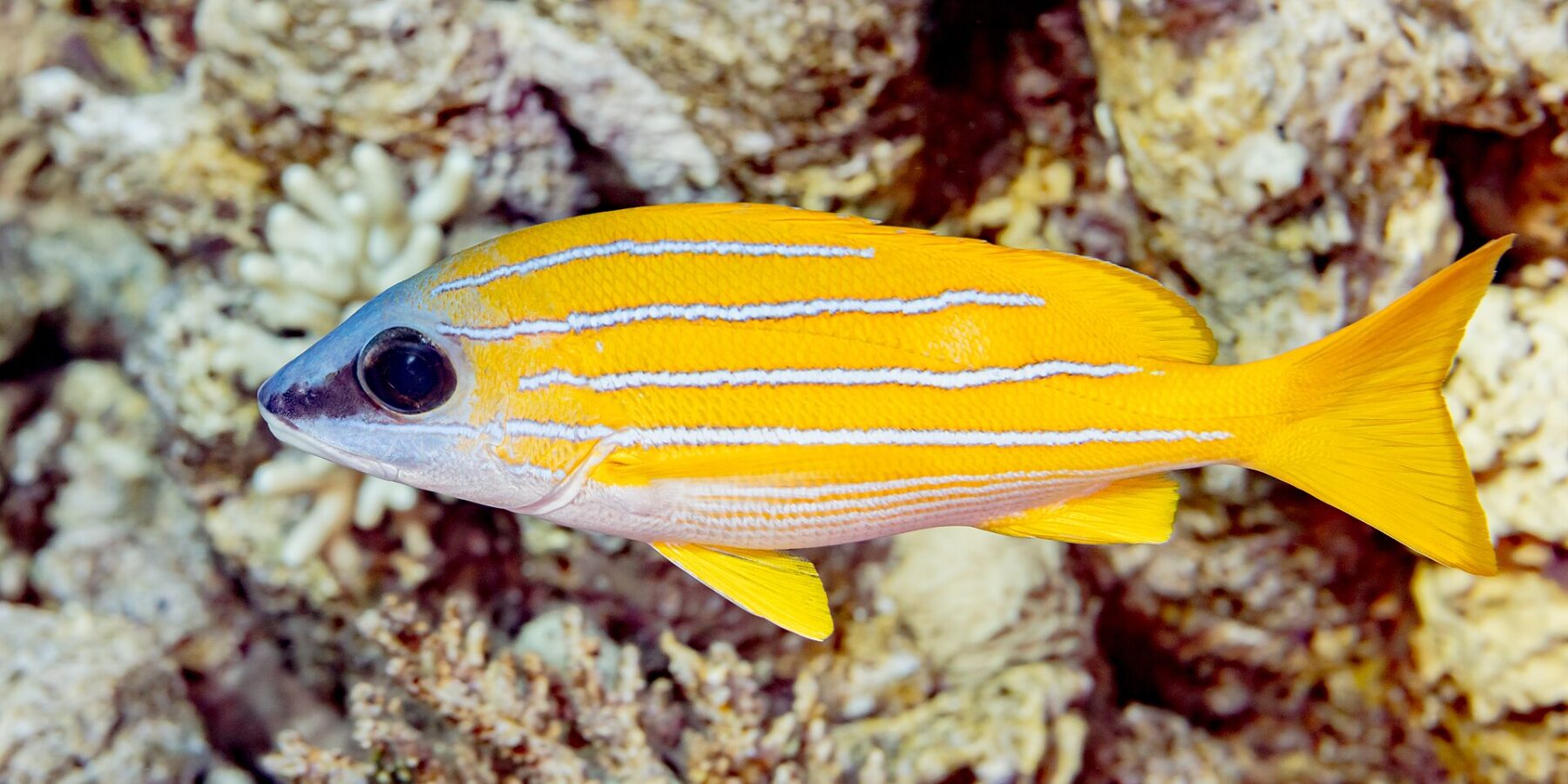 Un pargo de rayas azules de perfil delante del arrecife, con el cuerpo amarillo intenso recorrido a todo lo largo por cuatro líneas azul pálido, el vientre blanco y las aletas amarillas