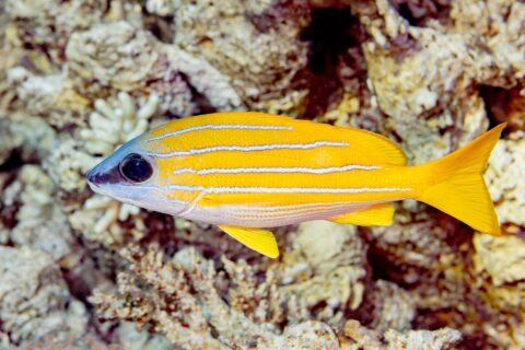 Un pargo de rayas azules de perfil delante del arrecife, con el cuerpo amarillo intenso recorrido a todo lo largo por cuatro líneas azul pálido, el vientre blanco y las aletas amarillas