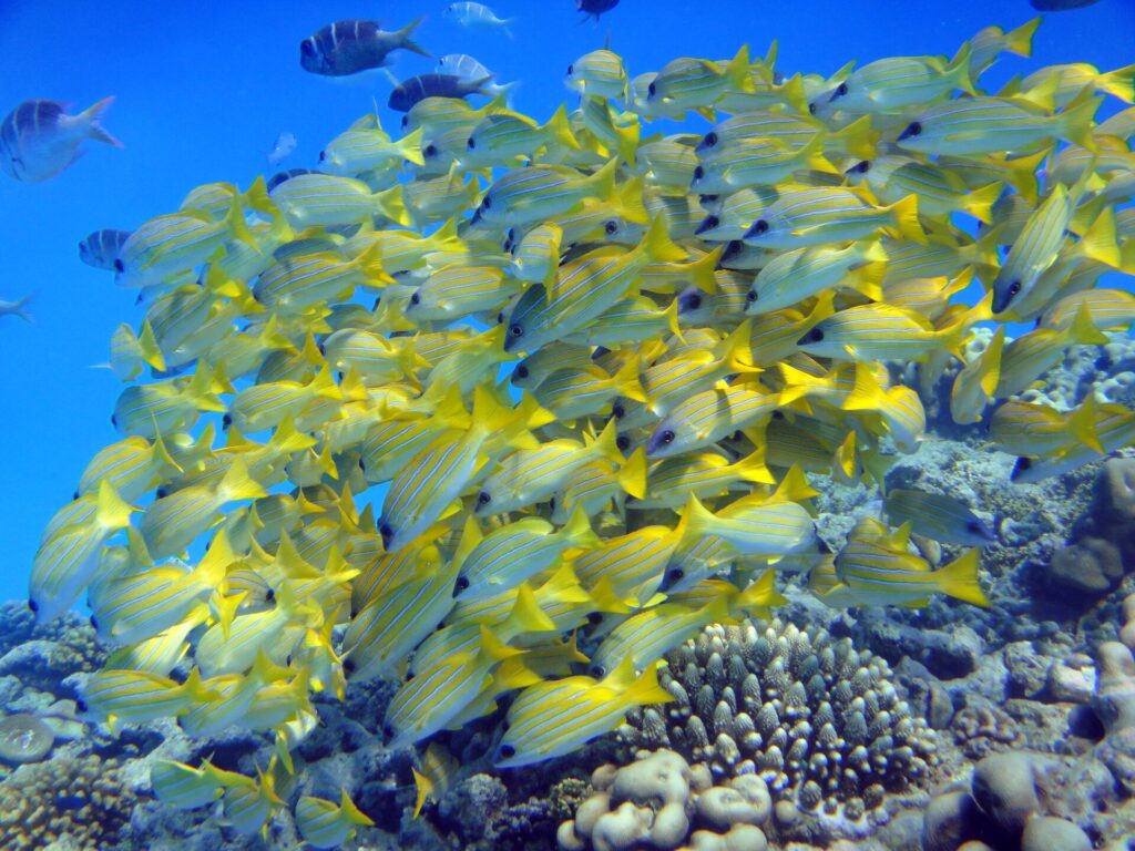 Un banco compacto de pargos de rayas azules, amarillos con rayas azules, apiñado sobre los corales en agua azul