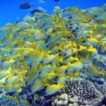 Un banco compacto de pargos de rayas azules, amarillos con rayas azules, apiñado sobre los corales en agua azul