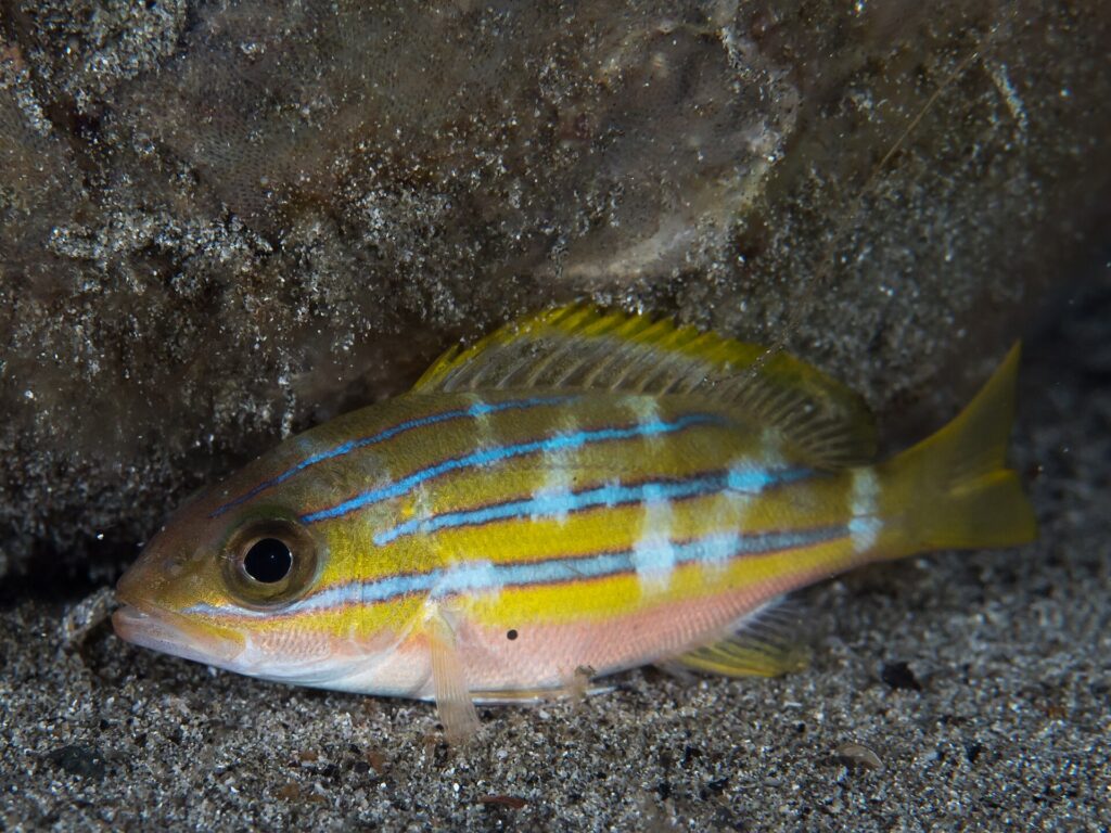 Un pargo de rayas azules posado solo sobre la arena al pie de una roca, con las líneas azules cortadas por manchas pálidas verticales y el vientre rosado