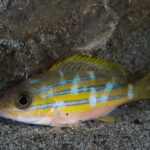 Un pargo de rayas azules posado solo sobre la arena al pie de una roca, con las líneas azules cortadas por manchas pálidas verticales y el vientre rosado