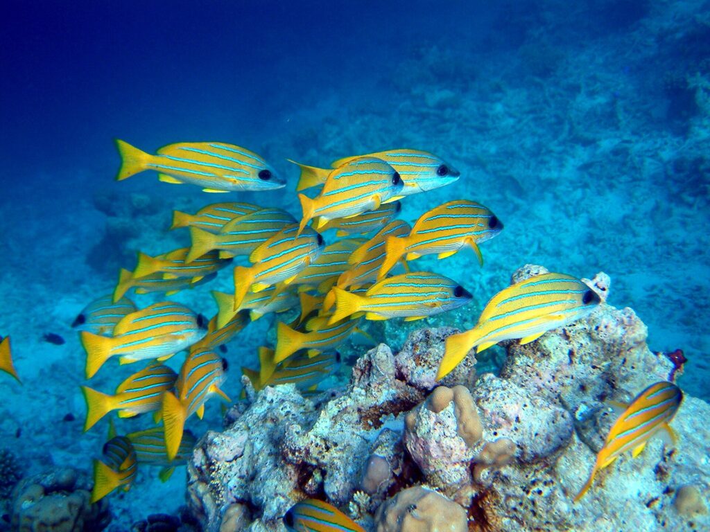 Un banco de pargos amarillos de rayas azules sobre un bloque de coral, en un fondo de arena clara