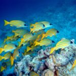 Un banco de pargos amarillos de rayas azules sobre un bloque de coral, en un fondo de arena clara