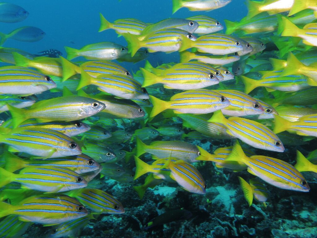 Un banco denso de pargos amarillo vivo con rayas azules, mezclados con algunos pargos plateados, que nadan hacia la derecha sobre un arrecife oscuro y llenan el encuadre.