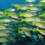 Un banco denso de pargos amarillo vivo con rayas azules, mezclados con algunos pargos plateados, que nadan hacia la derecha sobre un arrecife oscuro y llenan el encuadre.