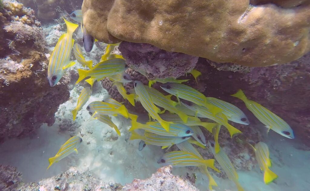Un banco de pargos amarillos con finas rayas azules se refugia bajo un gran bloque de coral marrón, sobre un fondo de arena blanca.