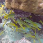Un banco de pargos amarillos con finas rayas azules se refugia bajo un gran bloque de coral marrón, sobre un fondo de arena blanca.